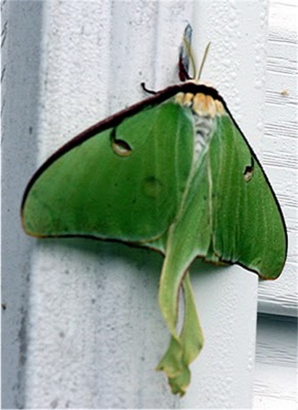 Luna moth...