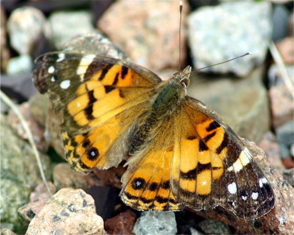 American Lady butterfly...