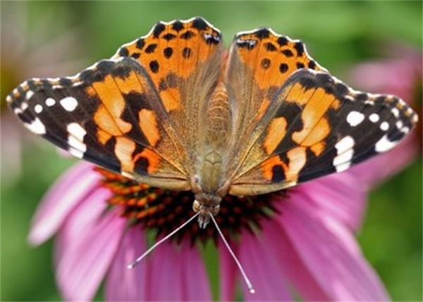 a Painted Lady butterfly...