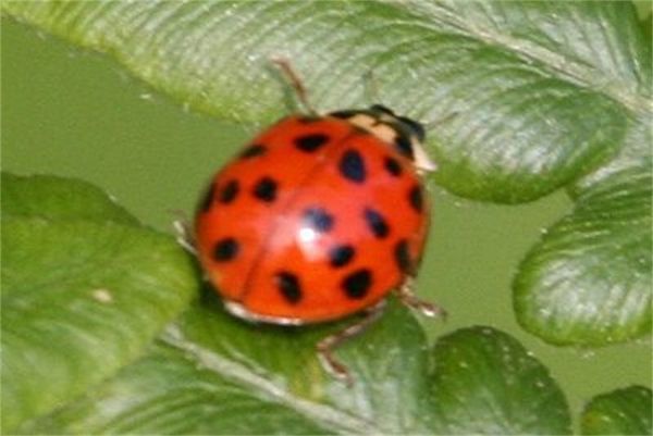 a Ladybug...