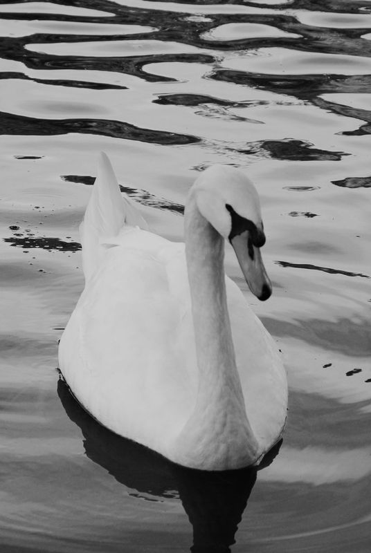 Pond Swan...