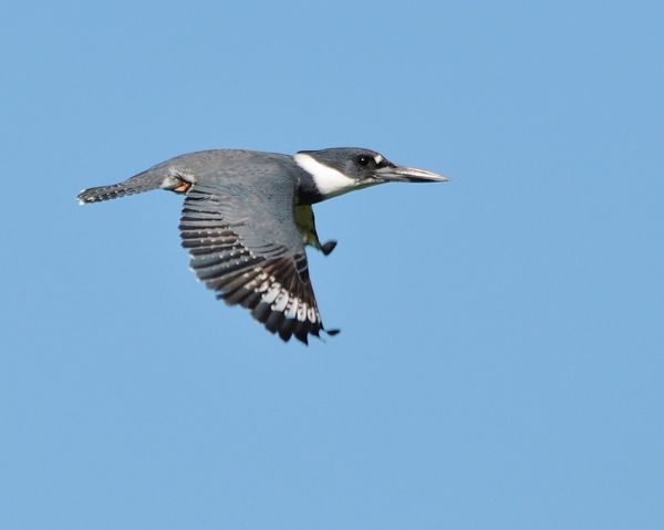 Belted Kingfisher (male)...