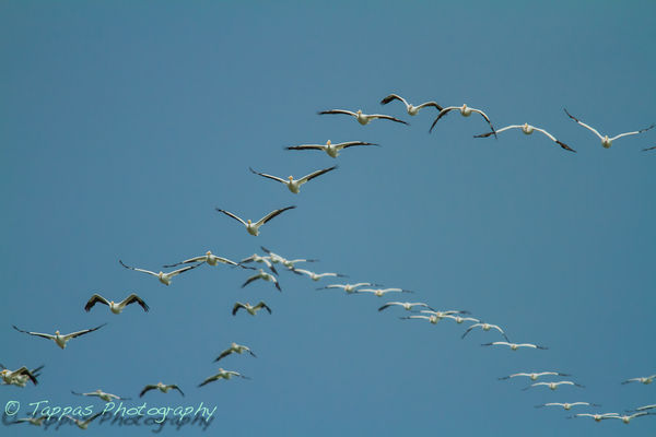 American White Pelicans moving south...