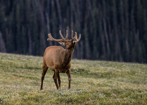 Some Pre-Elk rut Rouogh Stuff: I caught these two youngsters showing ...