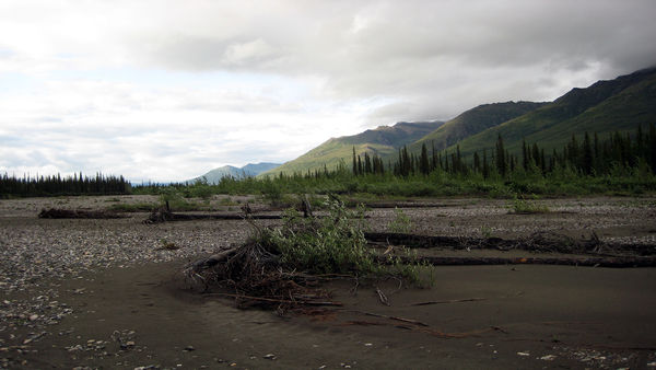 On the bank of the Middle Fork Koyukuk River, near...