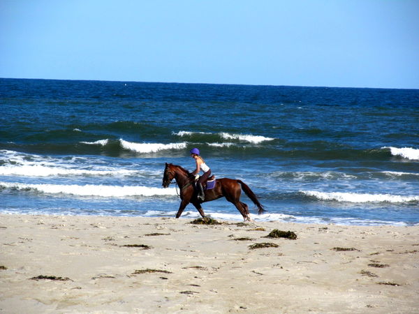 Hampton Beach NH Pet Friendly Just Stepped On The Beach And Saw Some 