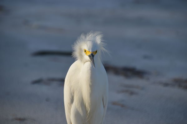 Egret in Heat...