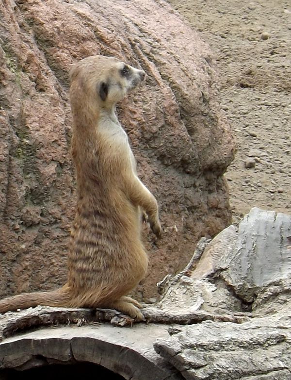 Meerkat at Cleveland zoo...