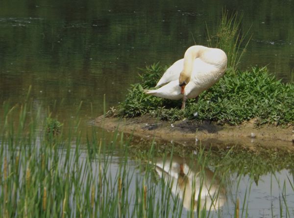 Mute swan grooming at Sandy Ridge...