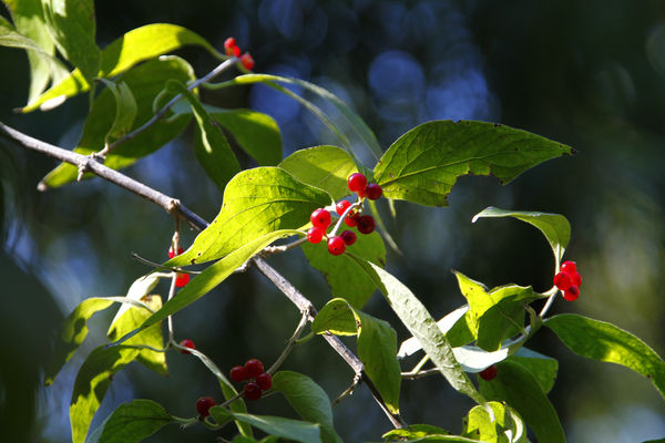 Red berries - edible?...