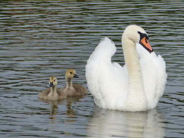 Swan With Cygnets...