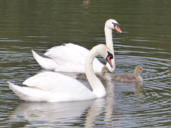 Swans With Cygnets...
