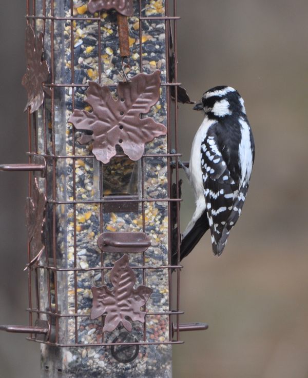 Downy woodpecker...