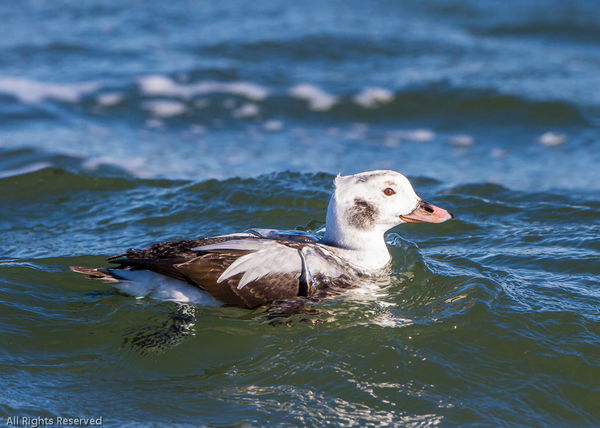 Male Long-tailed Duck in intermediate plumage....