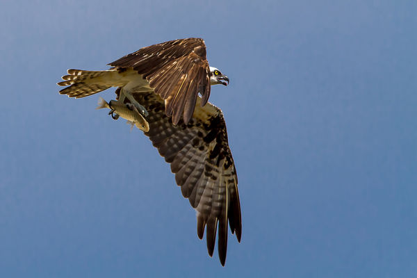Osprey catches lunch...