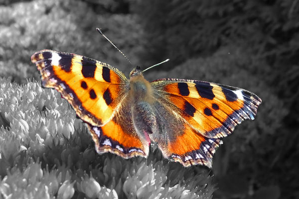 Butterfly on Sedum...