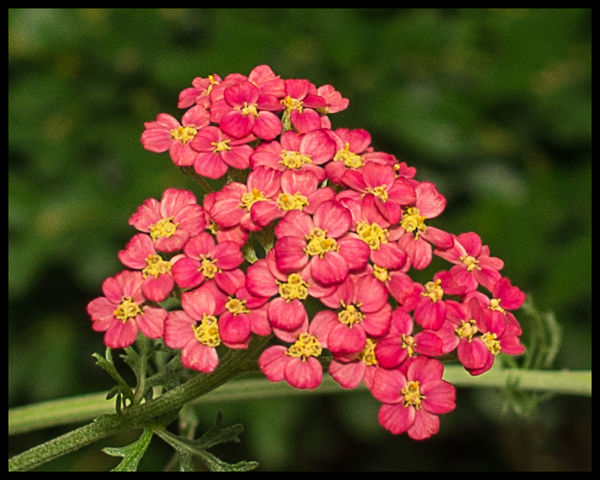 Some more Red Yarrow....