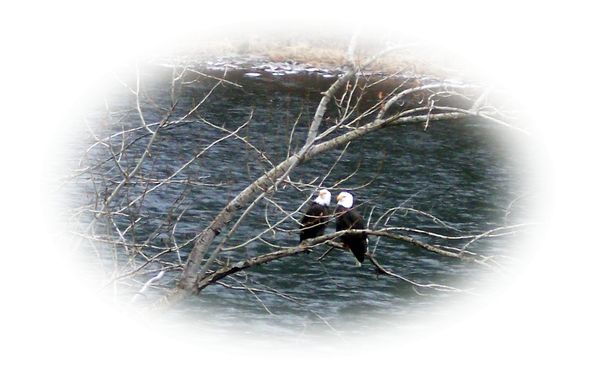 Bald Eagles fishing the Clearwater River...