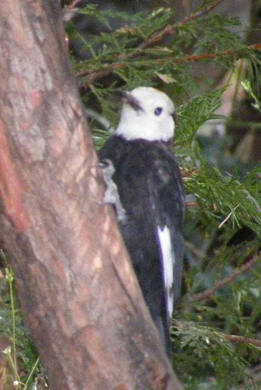 Rare bird around here.  White Head Woodpecker...
