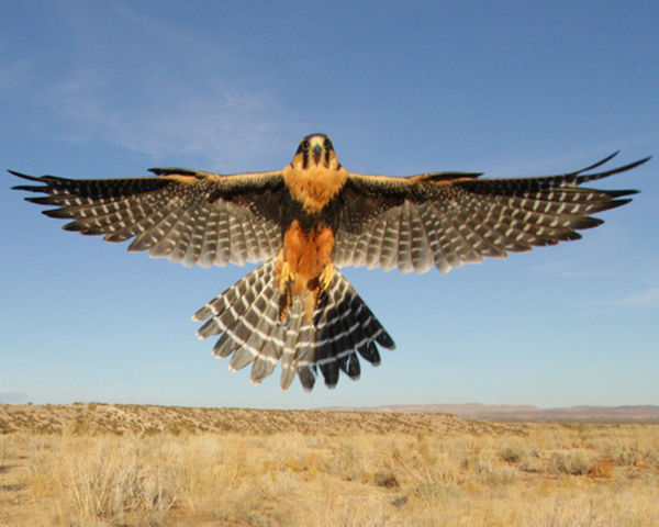 Aplomado Falcon in flight...