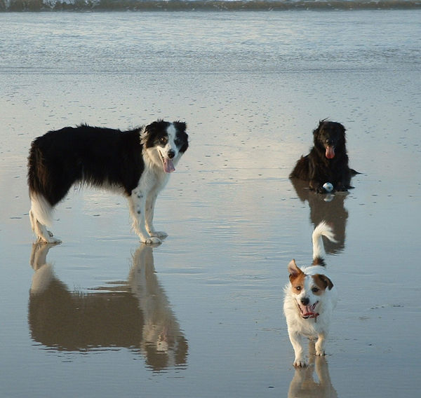 My Dogs,sadly the collie is no longer with me but ...