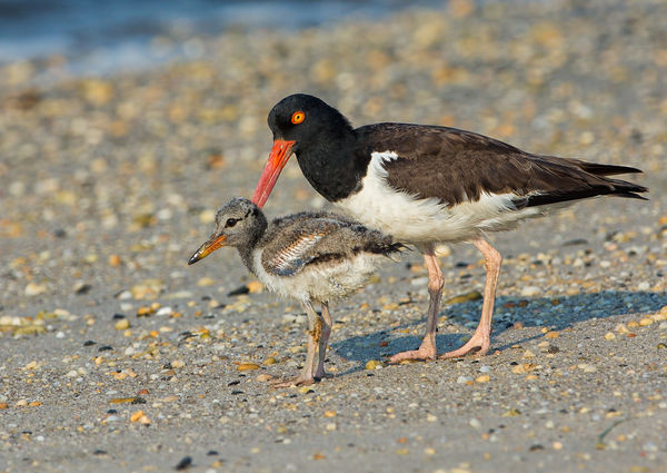 oyster catcher and chick...