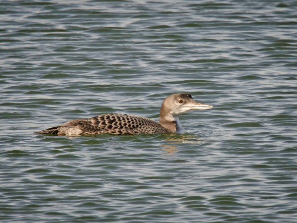 yellow billed loon?...