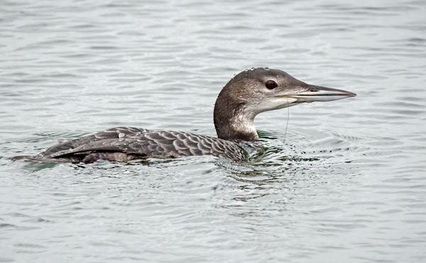 "hooked" common loon...