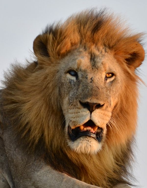 4-yr old battle scarred male lion at 15 meters...