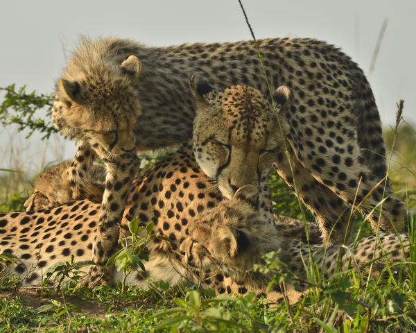 Cheetahs at Phinda Game reserve, KwaZulu Natal, S....