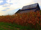 A South Carolinas Fall corn field...