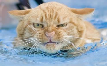 Here's another favorite cat photo. He looks pissed...