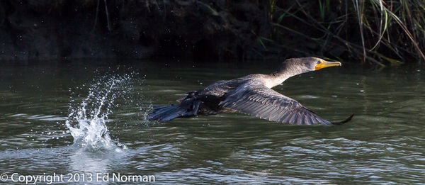 Double-crested Cormorant takes off...