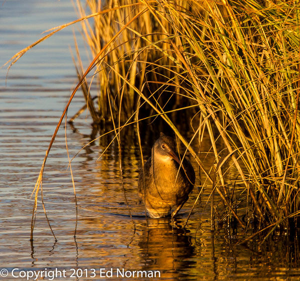 Clapper Rail in the reeds....