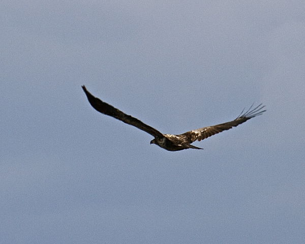 Really looks like an Eagle in flight...