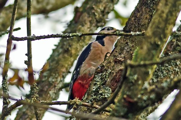 Greater Spotted Woodpecker...