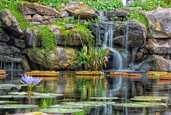 Waterfall and Lilly pads...