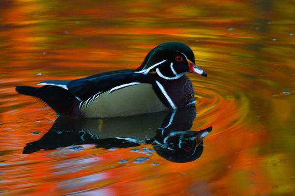 Wood Duck Showing off Fall Colors...
