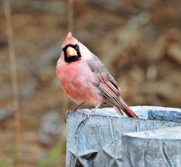 Pink Cardinal #1...