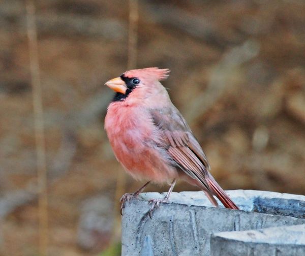 Pink Cardinal #2...