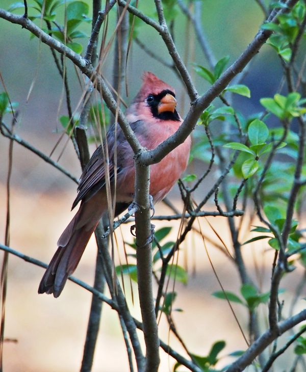 Pink Cardinal #3...