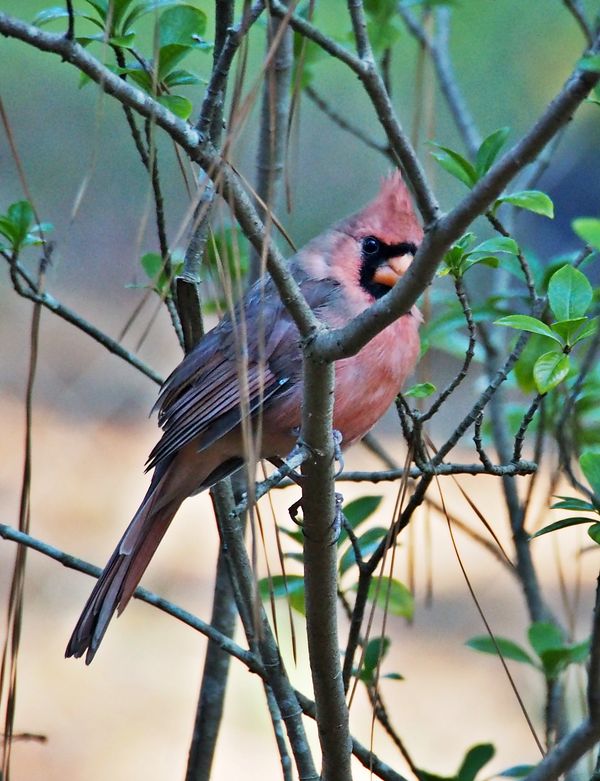 Pink Cardinal #4...