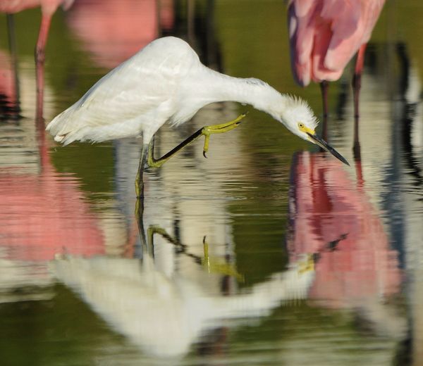 Snowy Egret hangin' with the Spoonies...