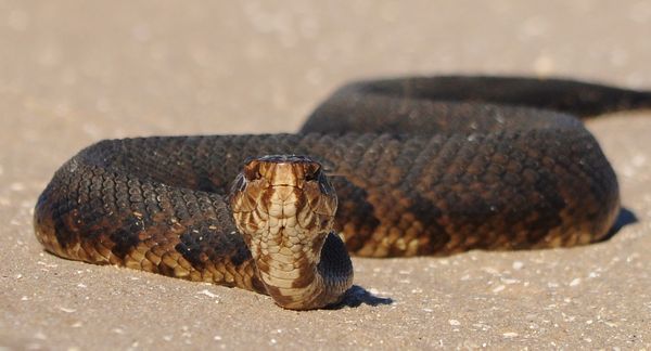 Water Moccasin...