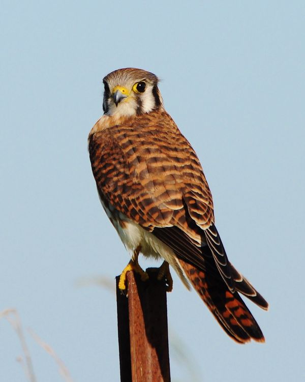 American Kestrel...