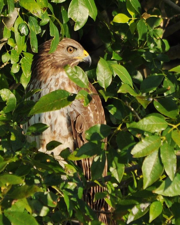 Red Shouldered Hawk...