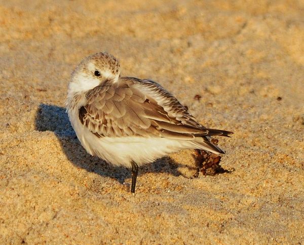 Sanderling...