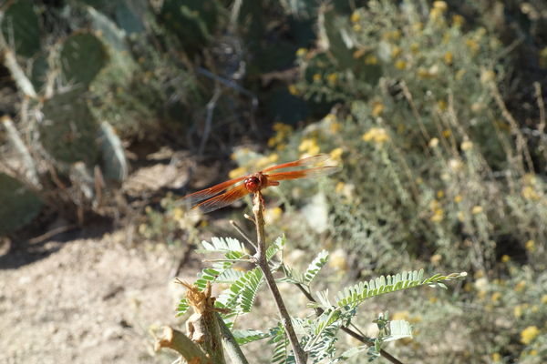 Uncropped dragon fly shot...