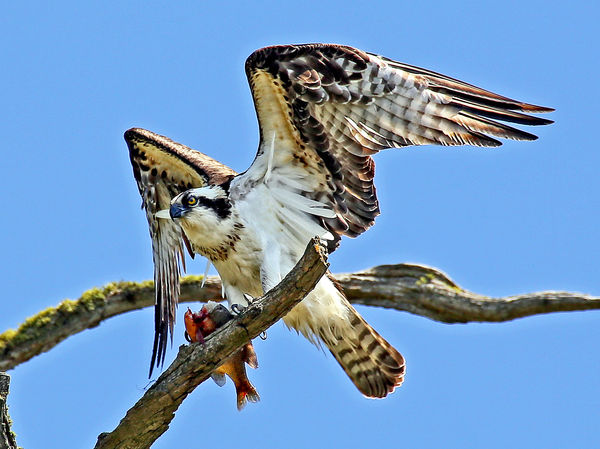 Recent Osprey bird. Coeur d' Alene, Idaho...