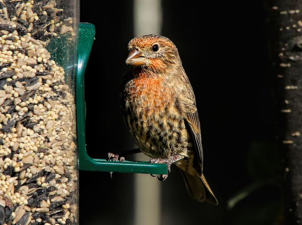 House Finch in my back yard. Taken with my Canon 6...